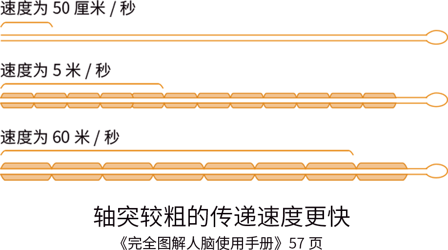 富氧让你的大脑效率从2G变5G！ image3